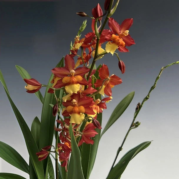 (749-1) Onc.Volcano Midnight 'Volcano Queen'     BS Orchids