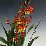 (749-1) Onc.Volcano Midnight 'Volcano Queen'     BS Orchids