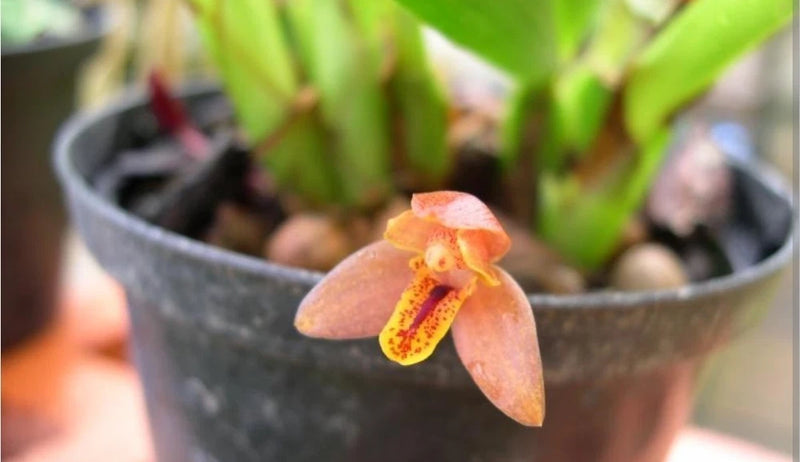 Mormolyca acutifolia Fragrant Rufous Tiger Orchid Plant Blooming size Orchids