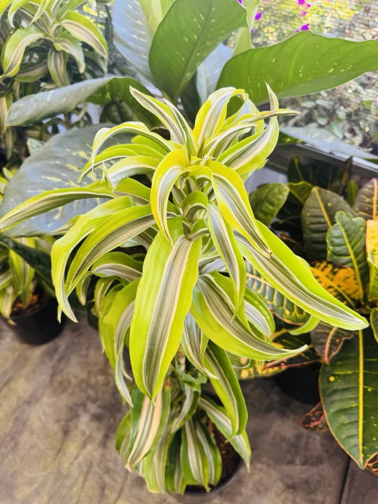 Variegated orchid plant with lime green and cream arching leaves in cluster