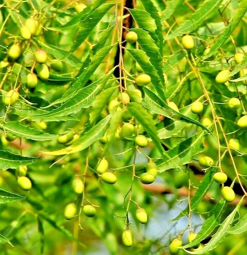 __Rare Neem Tree Plant or seeds Azadirachta indica Non GMA Pot Grown seed NS05 Green Plant