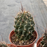 4'' Echinocereus Russanthus, Live Cactus Plants,Rare Plants Flowering Plants
