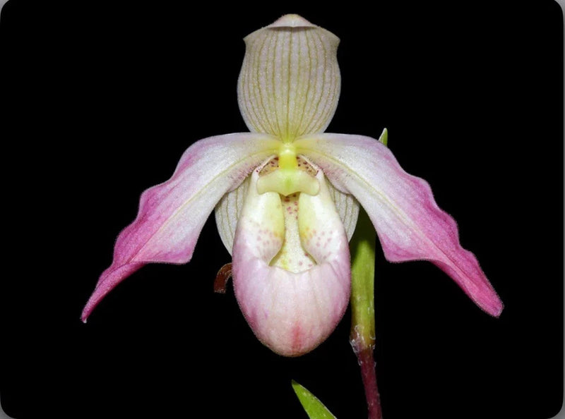 Pink and yellow-green slipper orchid flower with pouch and curled petals
