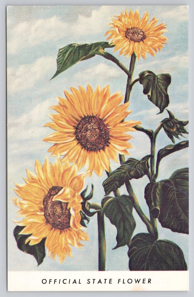 Vintage Kansas State Flower Sunflower Photochrome Postcard 1939+ Sunflower