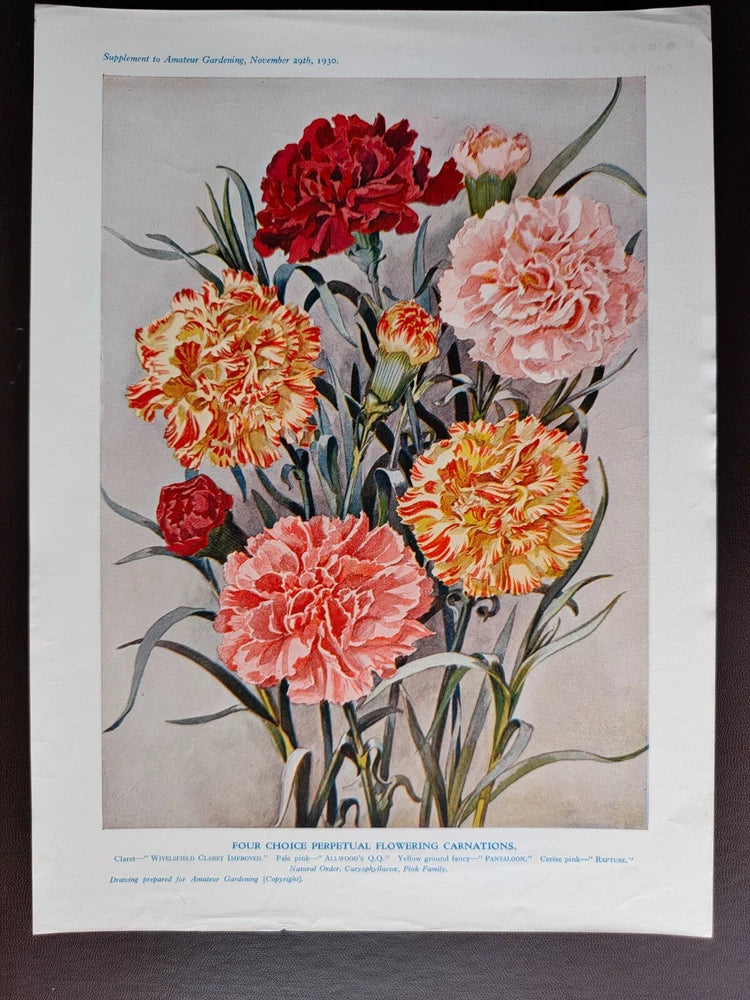 VINTAGE ORIG. COLOUR PRINT-GARDENING/FLOWERS-PERPETUAL FLOWERING CARNATIONS-1930 Carnation