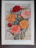 VINTAGE ORIG. COLOUR PRINT-GARDENING/FLOWERS-PERPETUAL FLOWERING CARNATIONS-1930 Carnation
