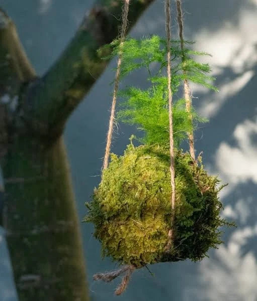 kokedama plant Orchids