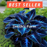 15+ Seeds Midnight Hosta Garden Perennials Thriving in Shaded Areas Garden Plants