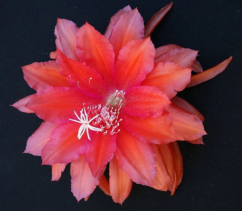 Epiphyllum orchid cactus flower with layered pink-orange petals and white stamens