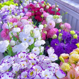500 Lisianthus Seeds for Planting, Mixed Color Eustoma Flower Seeds, Thornless.. Flowering Plants