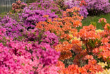 25 MIXED COLORS AZALEA Rhododendron spp Red Purple Flower Shade Bush Shrub Seeds Flowering Plants