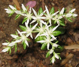 SEDUM WOODLAND Stonecrop Sedum Ternatum - 100 Bulk Seeds Flowering Plants