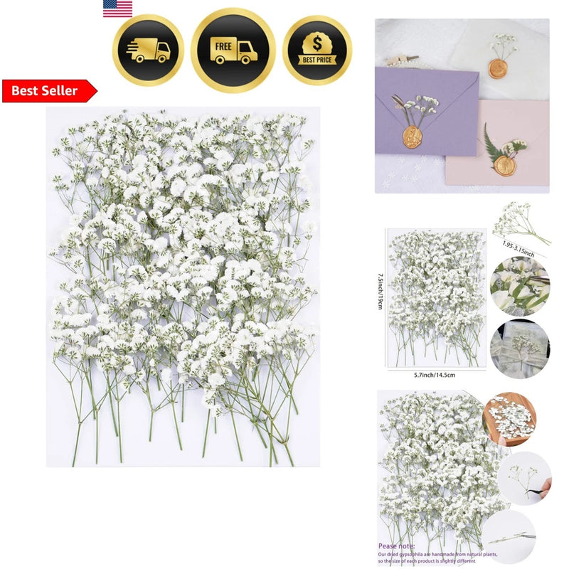 Dried baby's breath flowers with white blooms on thin green stems for crafts
