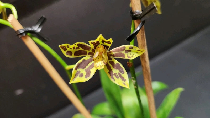 Yellow spotted orchid flower on thin stems