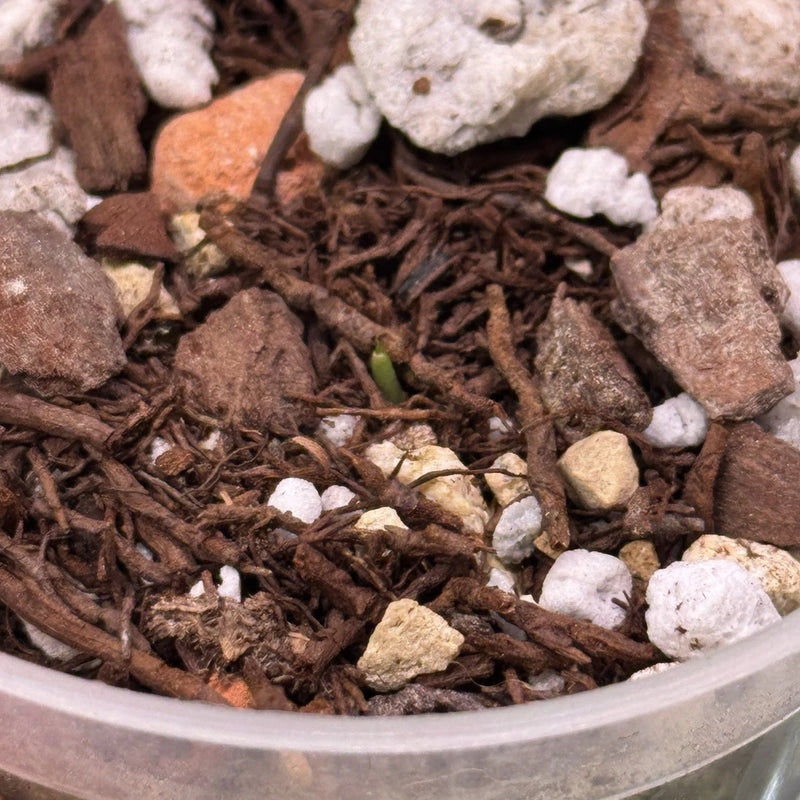 Yellow terrestrial orchid tuber with emerging green shoot in potting mix