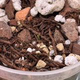 Yellow terrestrial orchid tuber with emerging green shoot in potting mix