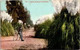 San Francisco, CA Pampas Grass/Man On Bike/Country/Nature/Plants -A114 Pampas Grass