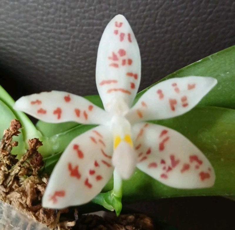 White orchid flower with red speckles and green leaves, close-up bloom