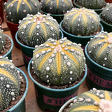 3.5'' Astrophytum Asterias Variegated, Live Cactus Plants,Rare Plants Green Plant