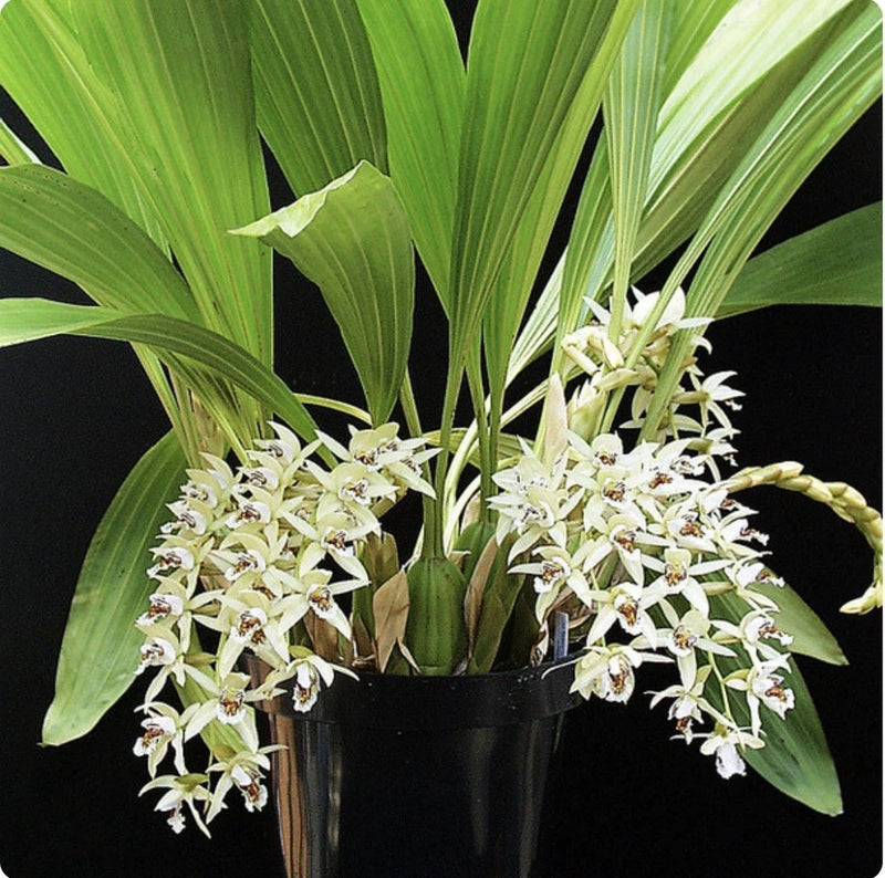 White and cream orchid spray in a black pot