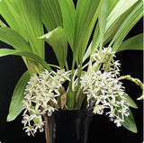 Coelogyne Asperata ÒRARE SPECIMENÓ Orchids