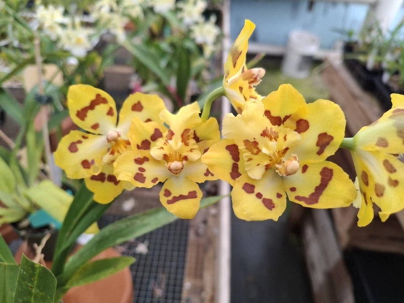 New Oncidium Hybrid: Oda. Clever x (Odm. Tribbles x Onc. Parade) Orchids