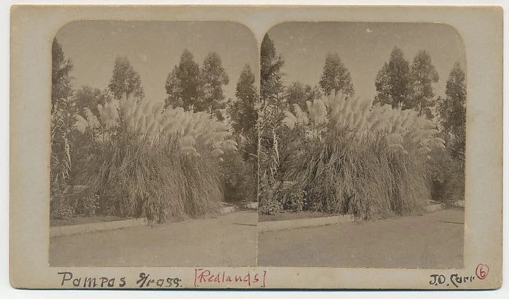 LOS ANGELES SV - Redlands Pampas Grass - JO Carr RARE!! Pampas Grass