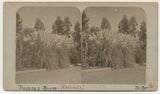 LOS ANGELES SV - Redlands Pampas Grass - JO Carr RARE!! Pampas Grass