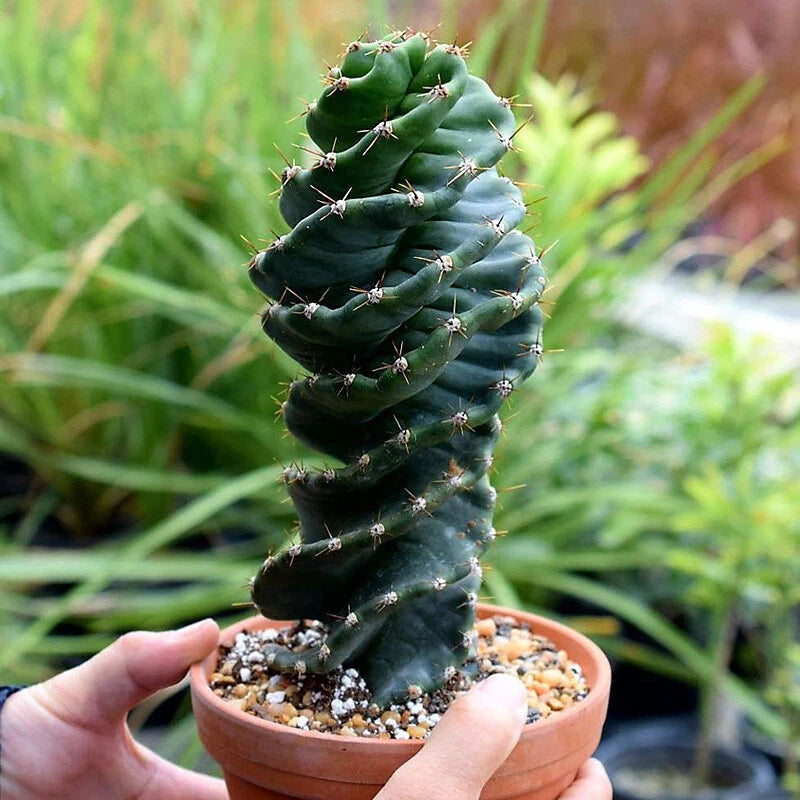 Spiral cactus succulent plant in terracotta pot, dark green with spines and gravel