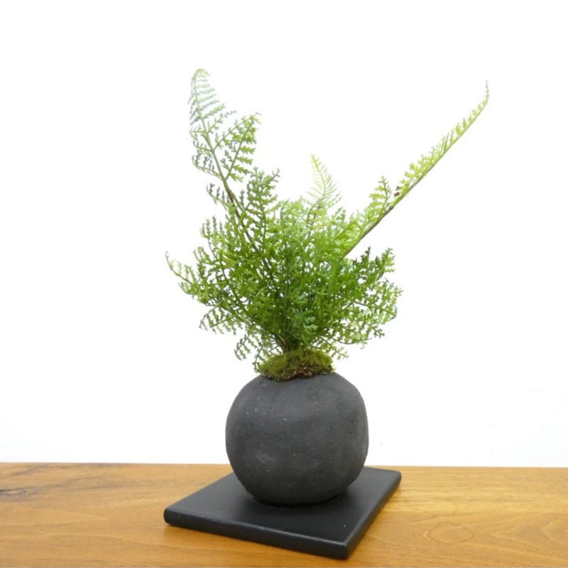 Artificial bonsai fern with green fronds in dark charcoal round pot on black base