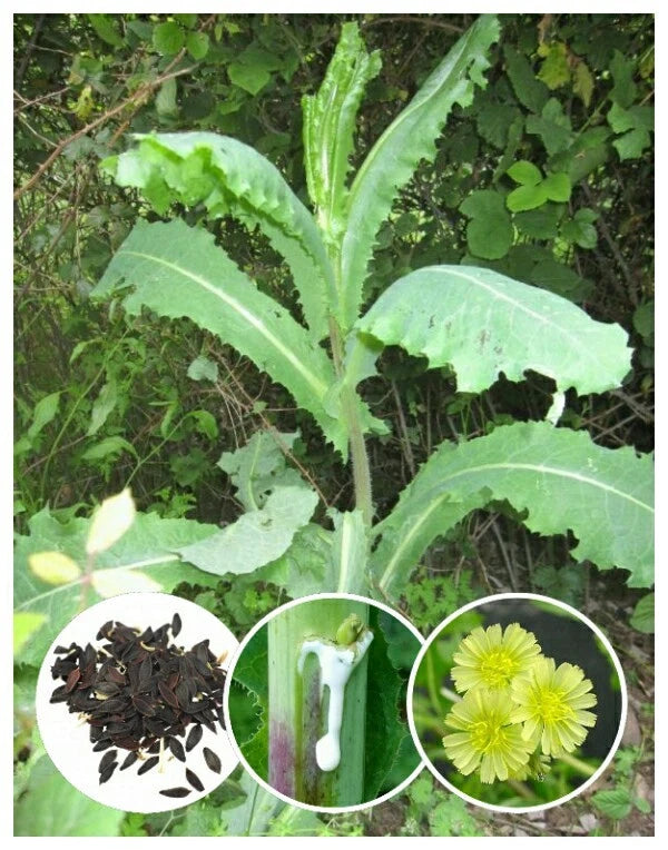 50+ Wild Lettuce Seeds (Lactuca virosa) *Free S&H* Flowering Plants