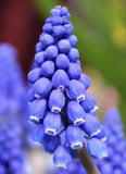 25 Grape Hyacinth Bulbs Muscari Armeniacum Live Plant Bulbs Purple Bell Garden Garden Plants