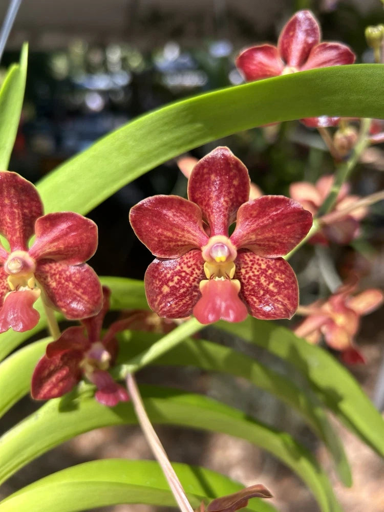 Red speckled Vanda orchid flowers with green leaves and buds