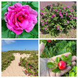 50 Pink BEACH ROSE aka Seaside or Sand Rose, Beach Tomato Rosa Rugosa Huge Red H Flowering Plants