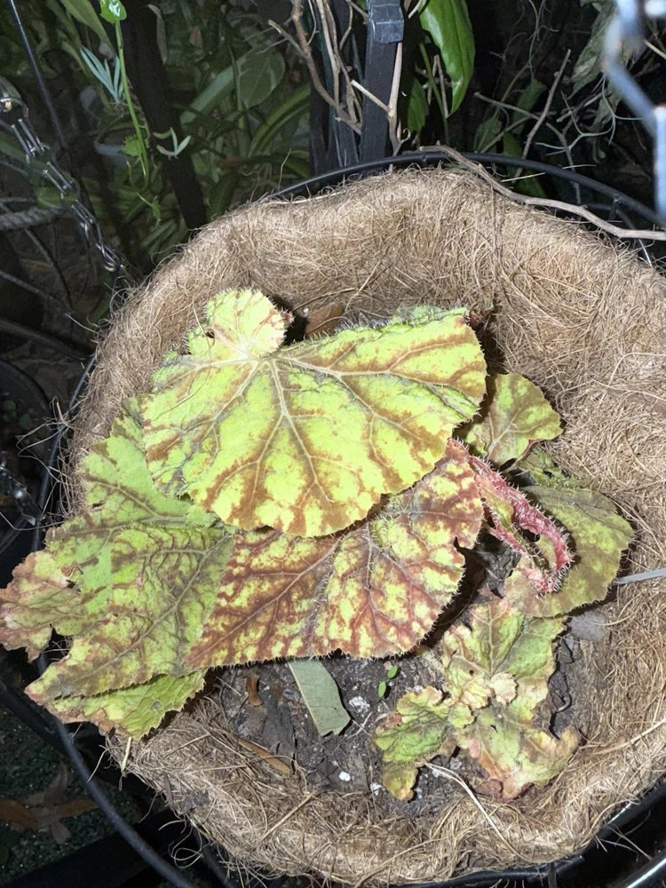 Rex begonia plant with multicolored speckled leaves in a straw nest