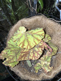 Begonia rex-cultorum Orchids