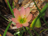 Rain Lily, Zephyranthes Abacos Apricot, 1 bulb, habranthus Lily