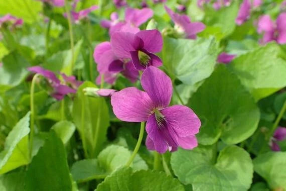 15 Red Flowered Blue Violet seeds ~ Viola sororia ~ Native *Free US Shipping* Garden Plants