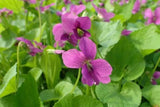 15 Red Flowered Blue Violet seeds ~ Viola sororia ~ Native *Free US Shipping* Garden Plants