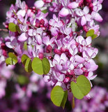 Cercis Occidentalis 25 Seeds, Western Redbud Cold Hardy Flowering Shrub Or Tree Flowering Plants