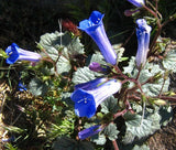 CALIFORNIA BLUEBELL Phacelia Campanularia - 1,000 Bulk Seeds Garden Plants