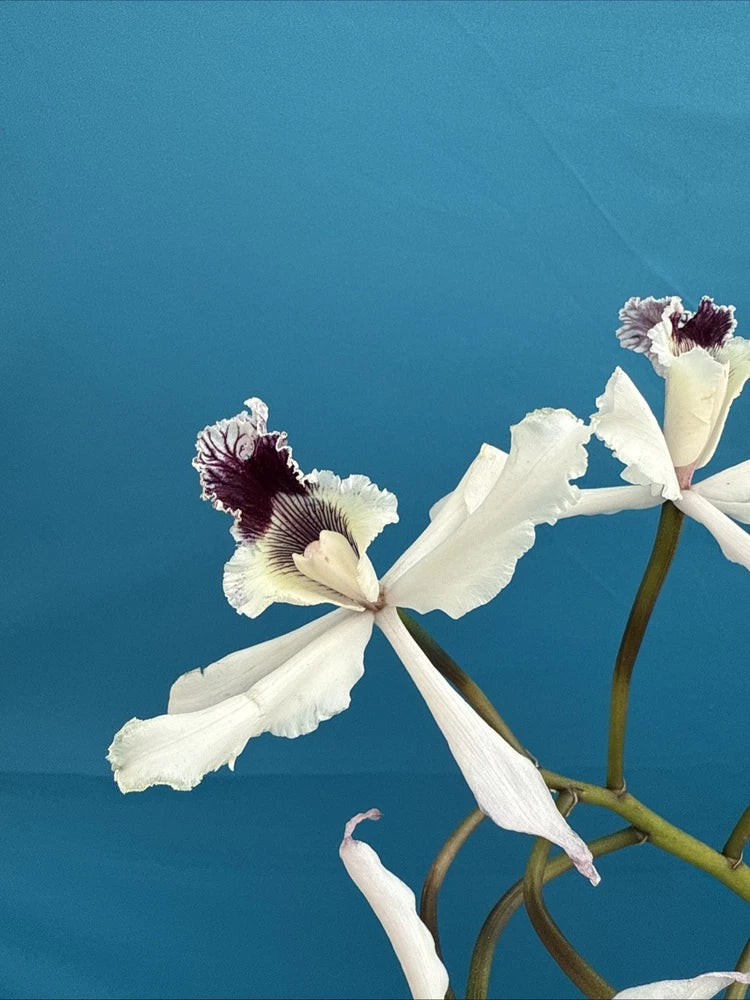 White orchid flowers with burgundy centers on slender stems