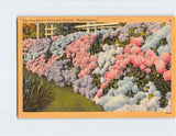 Postcard The Seashore's Favorite Flower "Hydrangeas" Hydrangea