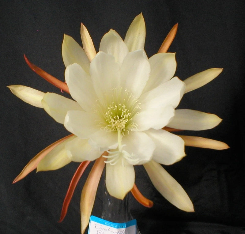 Orchid cactus epiphyllum flower with pale cream petals and yellow center