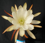 Epiphyllum, Orchid Cactus, " ENCHANTED BLESSING ", Don's Quart pots FEB/3 Orchids