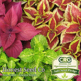 Coleus Flower Plant Seeds Rainbow Mix | Annual Perennial | Non-GMO Garden Seeds Garden Plants