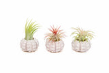 3 Pack Sputnik Sea Urchins with Assorted Air Plants - Easy Care Tillandsia Green Plant