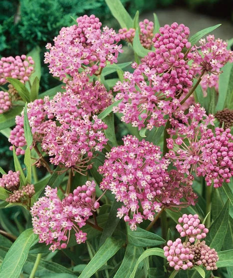 Pink milkweed live plant with clusters of small pink flowers and green leaves