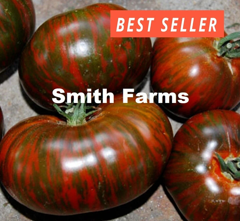 50+ Seeds CHOCOLATE STRIPES Tomato Hybrid Juicy Easy to Grow Vegetable Garden Garden Plants