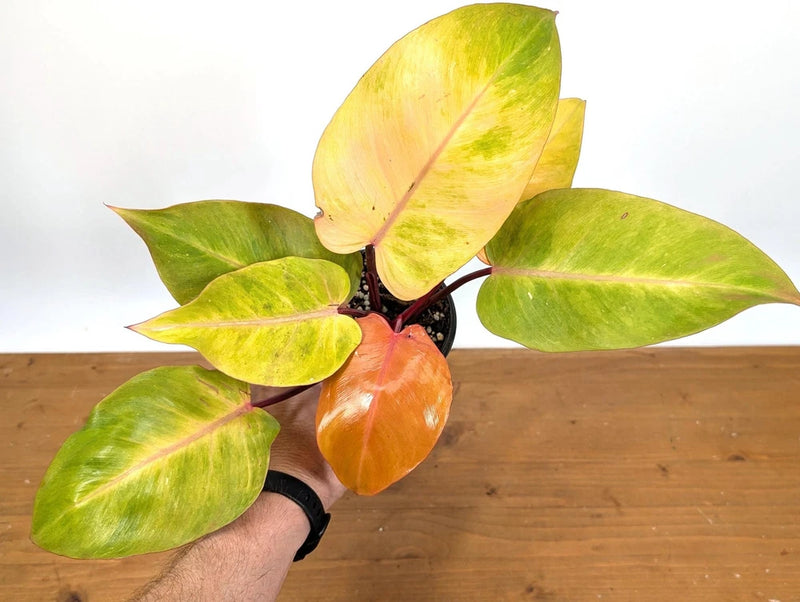 Variegated indoor philodendron plant in small black pot